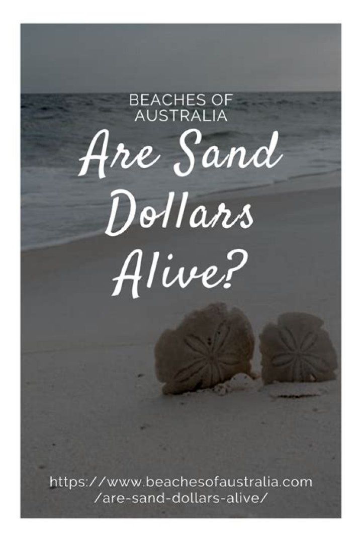 Are green sand dollars alive?