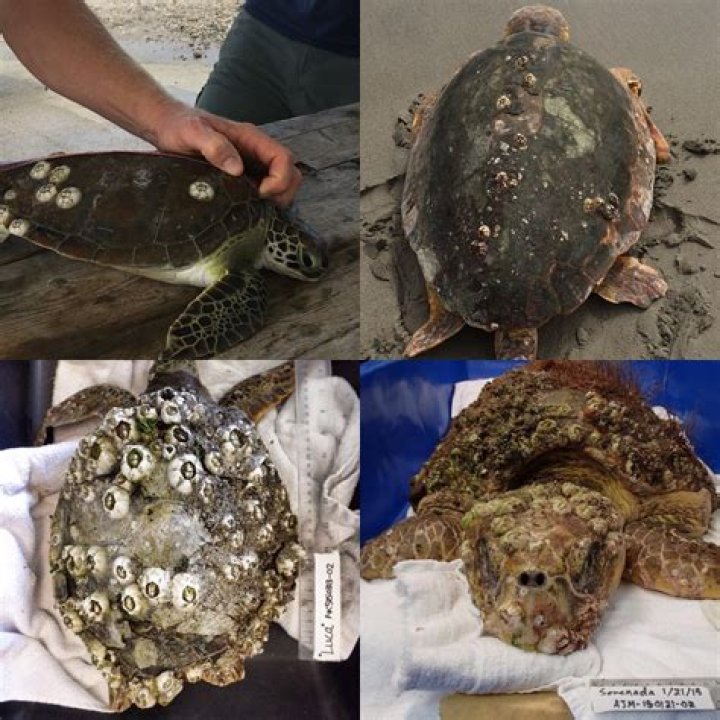 Do barnacles hurt turtles?