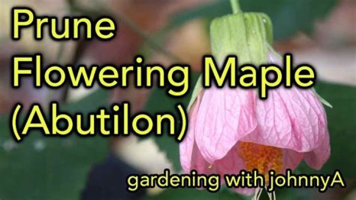 Do you prune abutilon?