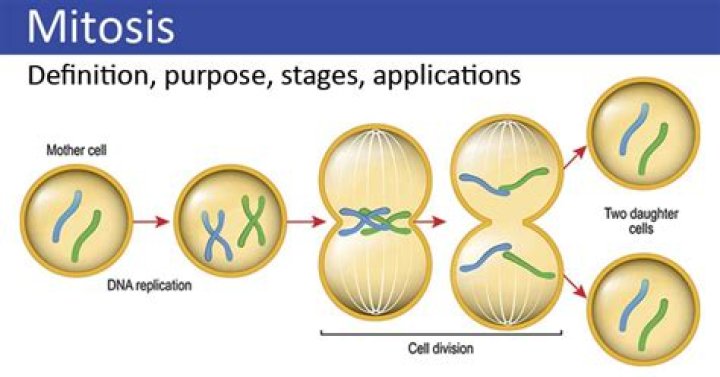 During mitosis the nucleus?