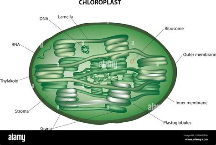 In the chloroplast sugars are made in a compartment called the?