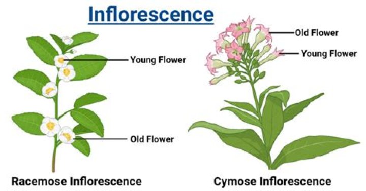 Inflorescence is racemose in?