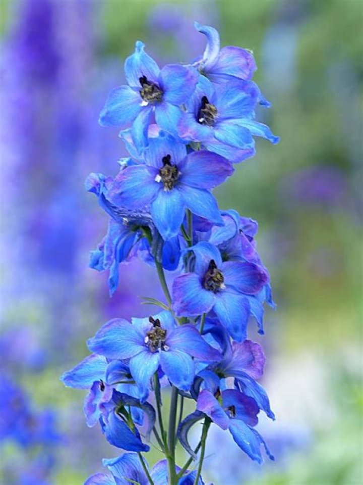 What color are larkspurs?