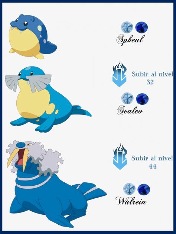 What level does spheal evolve?