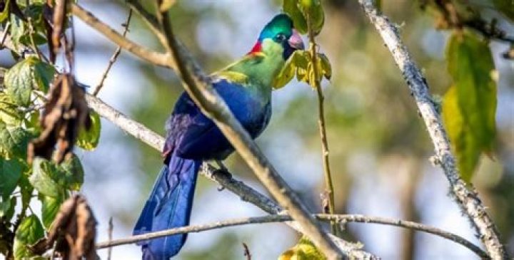 When to go bird watching?