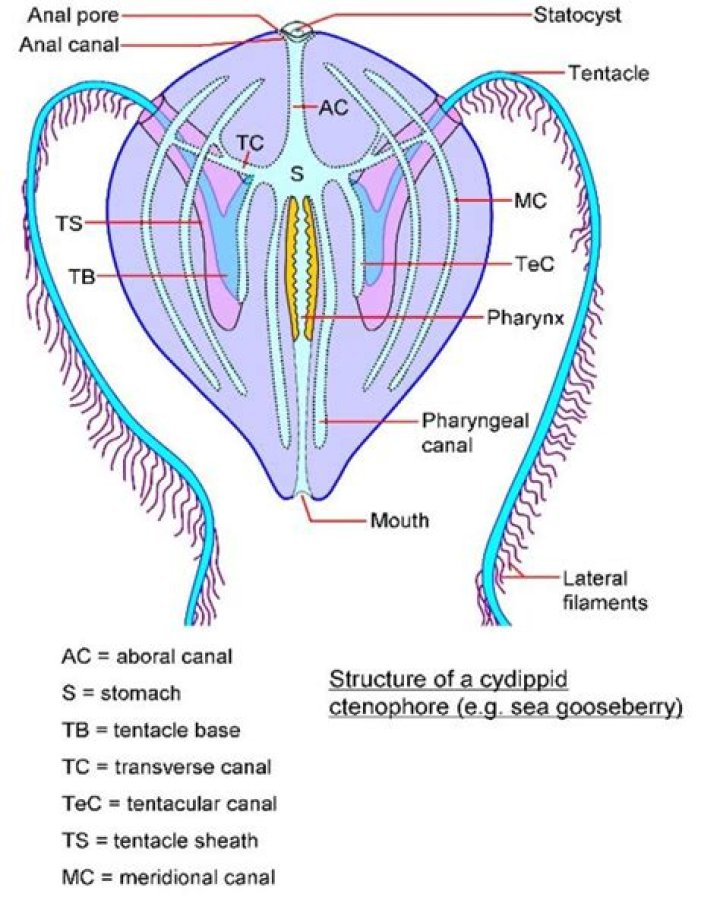 Where does the ctenophora live?
