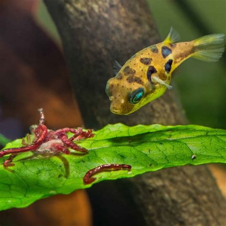 Will pea puffers eat daphnia?